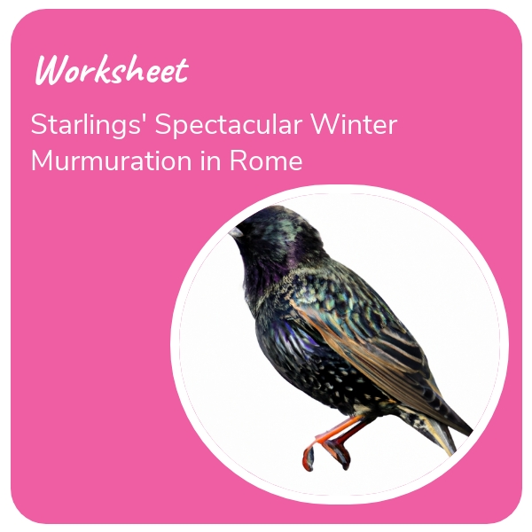 Starlings' Spectacular Winter Murmuration in Rome